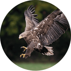 Nasze technologie wspierają zagrożone gatunki